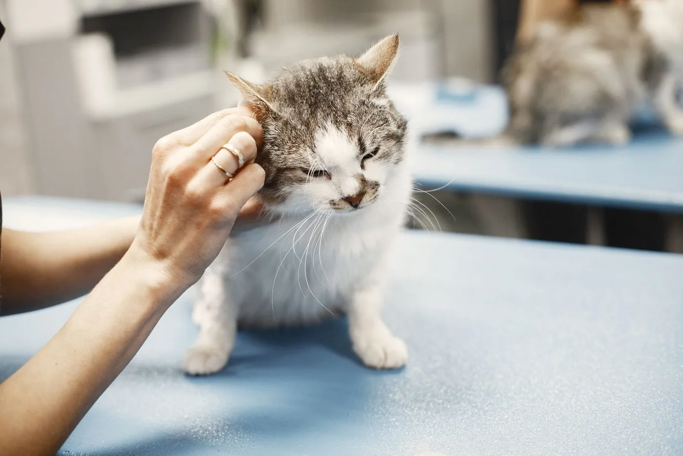 Mão acolhendo um gato sobre a mesa de atendimento